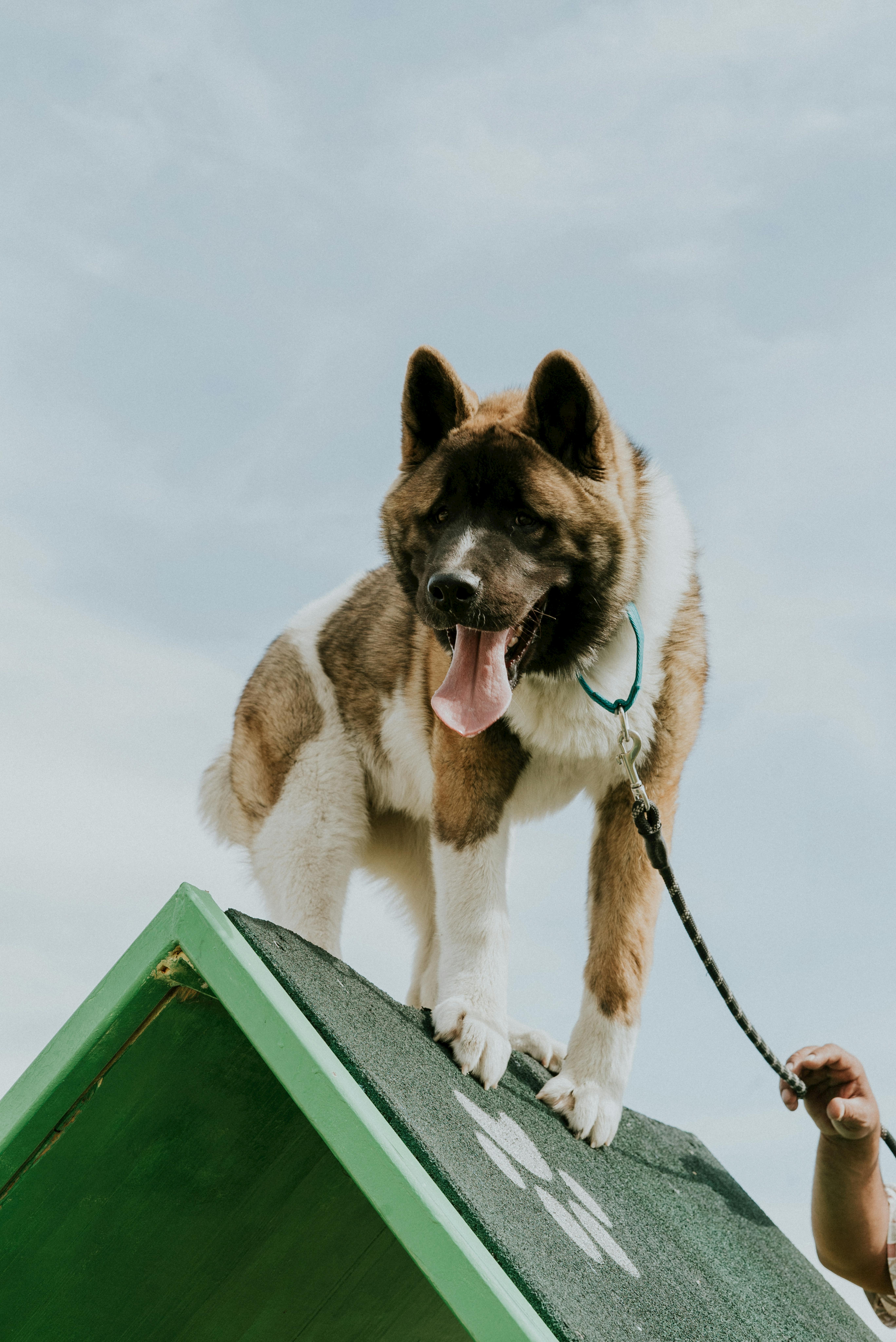 Akita on Breed Ledger