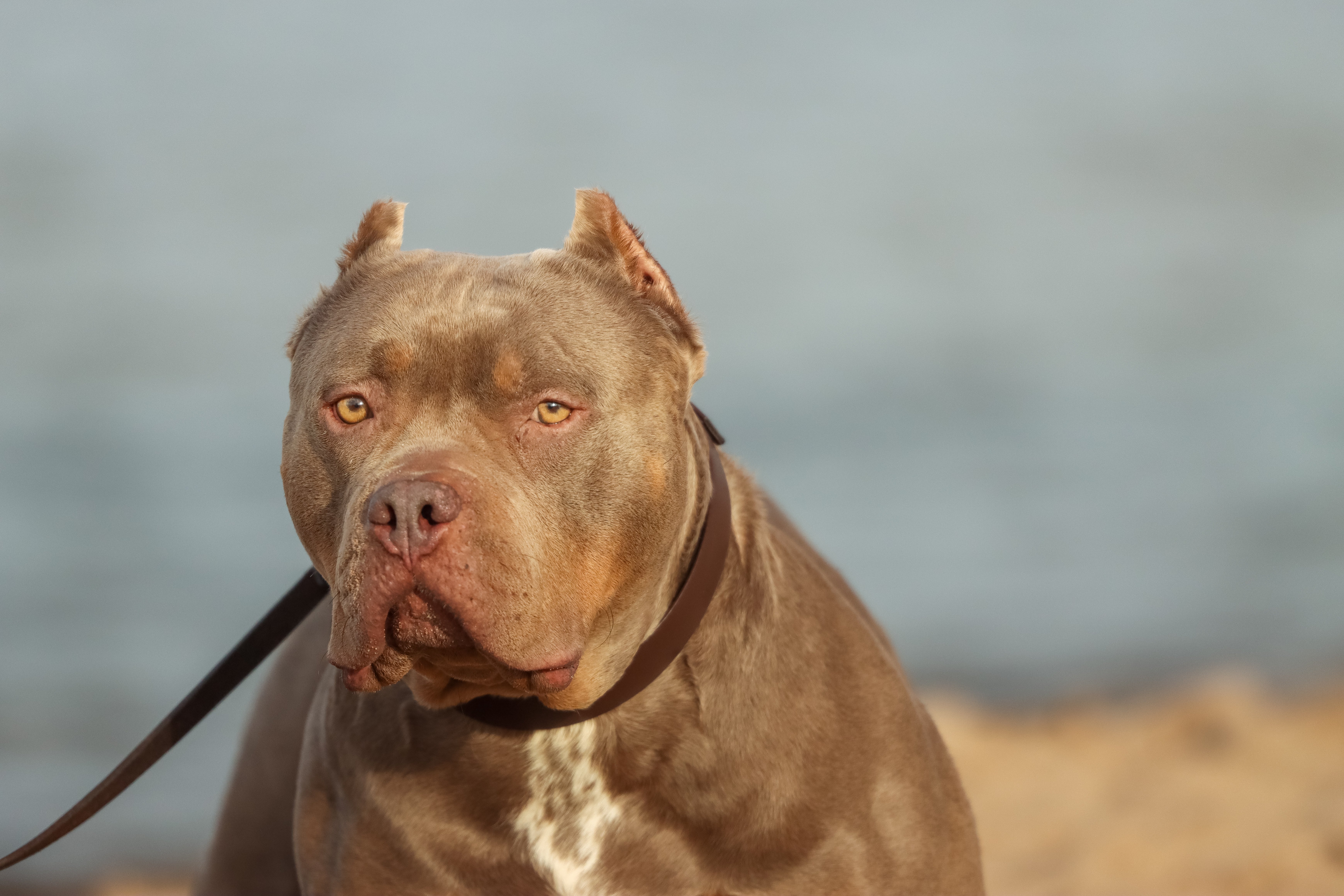 American Bully on Breed Ledger