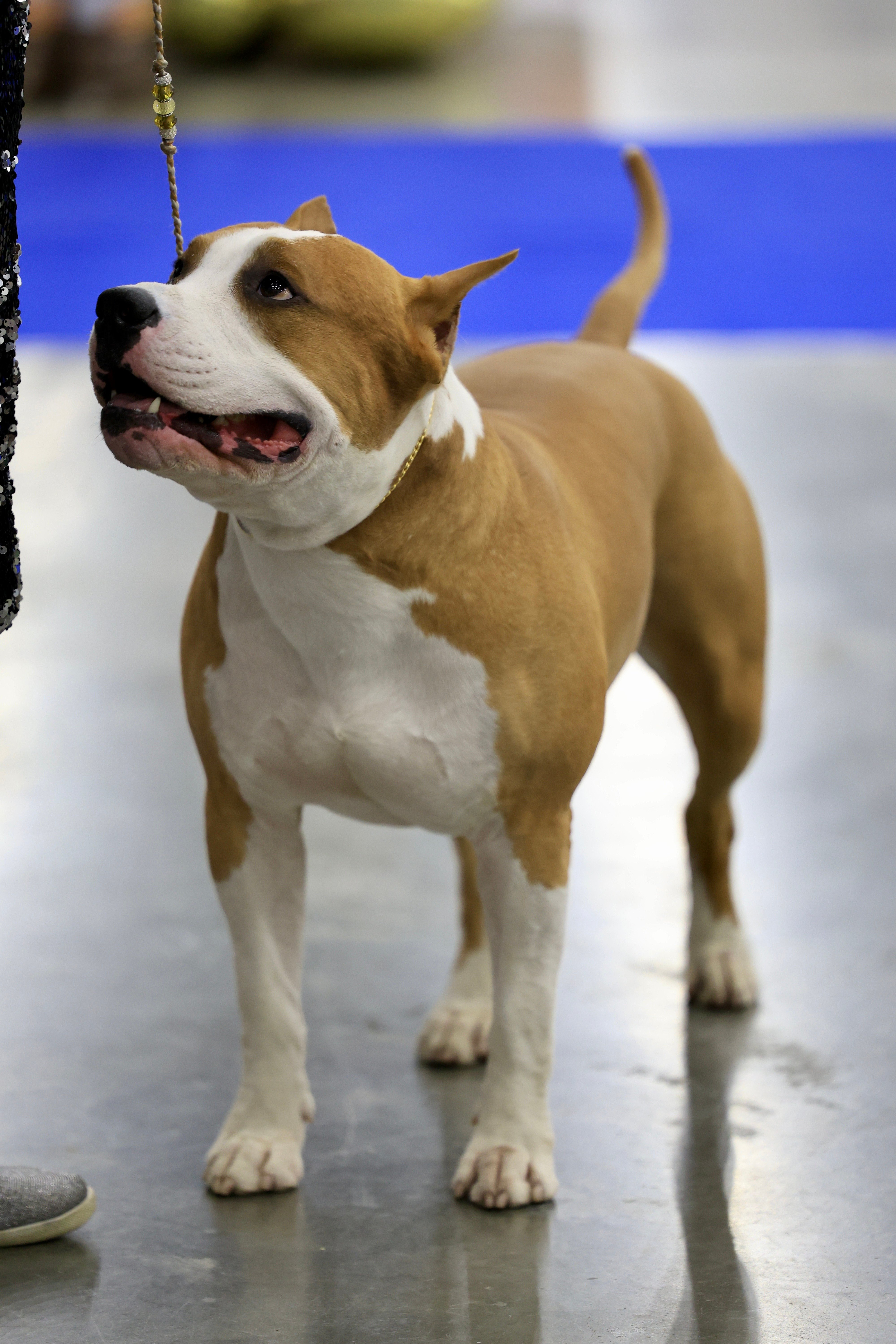 American Staffordshire Terrier on Breed Ledger