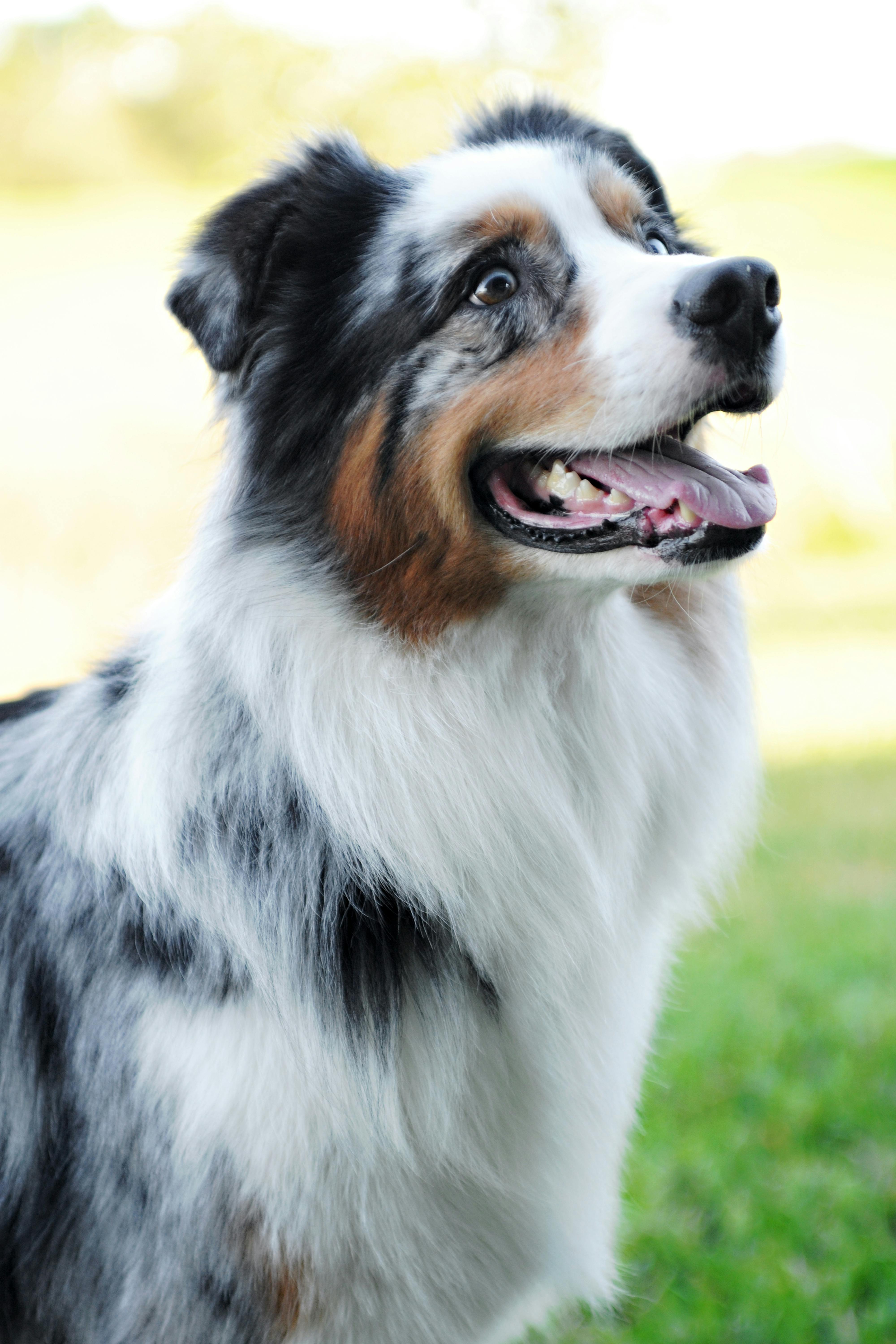 Australian Shepherd on Breed Ledger