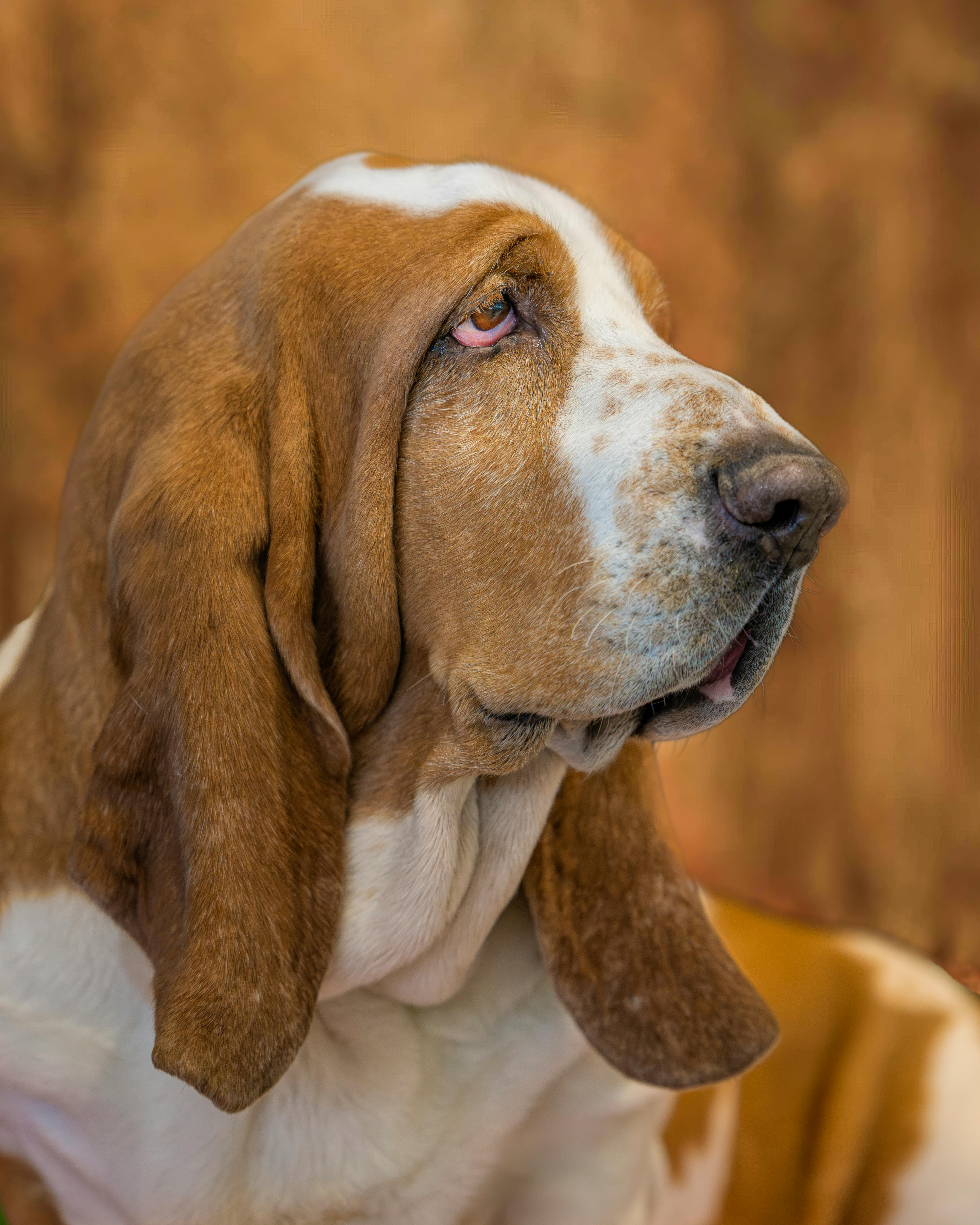 Basset Hound on Breed Ledger