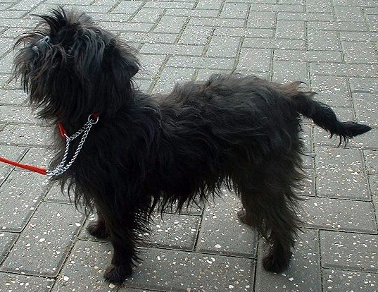Affenpinscher on Breed Ledger