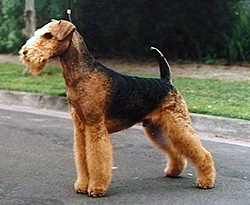 Airedale Terrier on Breed Ledger