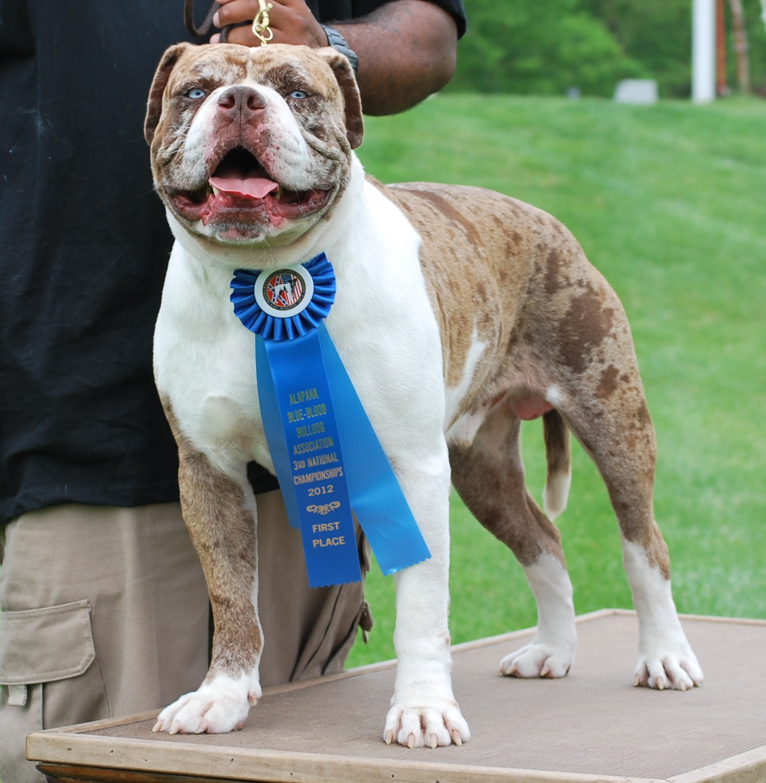Alapaha Blue Blood Bulldog on Breed Ledger