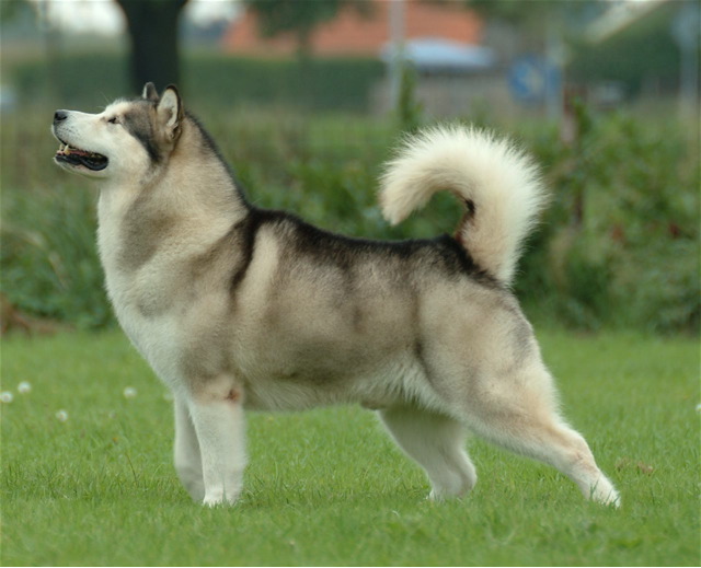 Alaskan Malamute on Breed Ledger