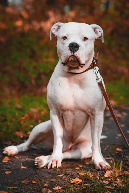 American Bulldog on Breed Ledger