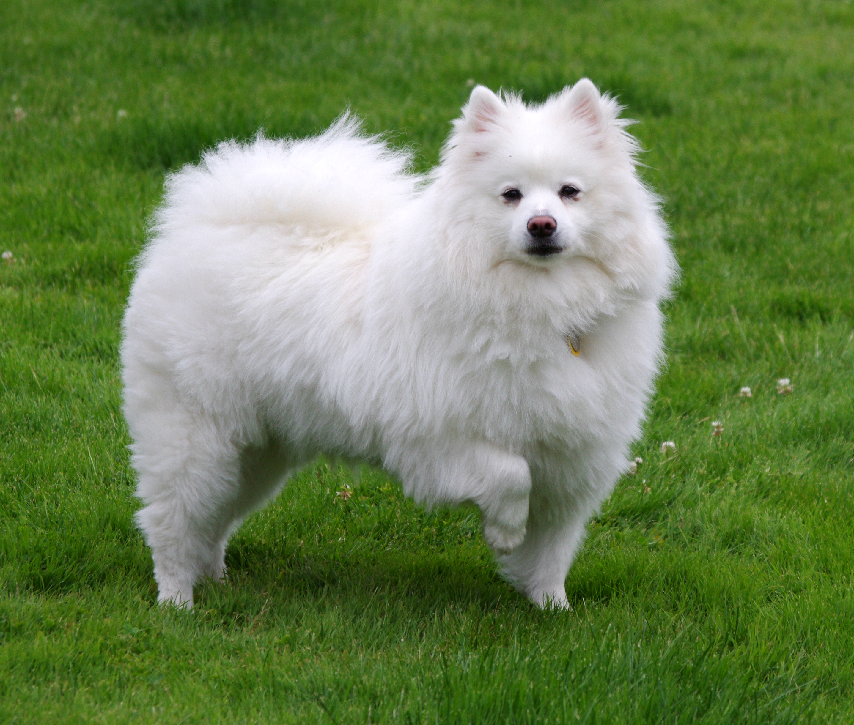 American Eskimo Dog on Breed Ledger