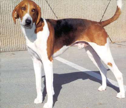American Foxhound on Breed Ledger