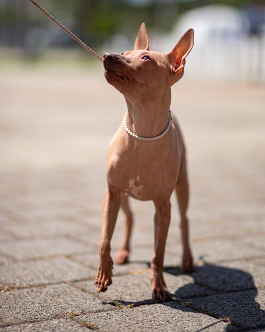 American Hairless Terrier on Breed Ledger