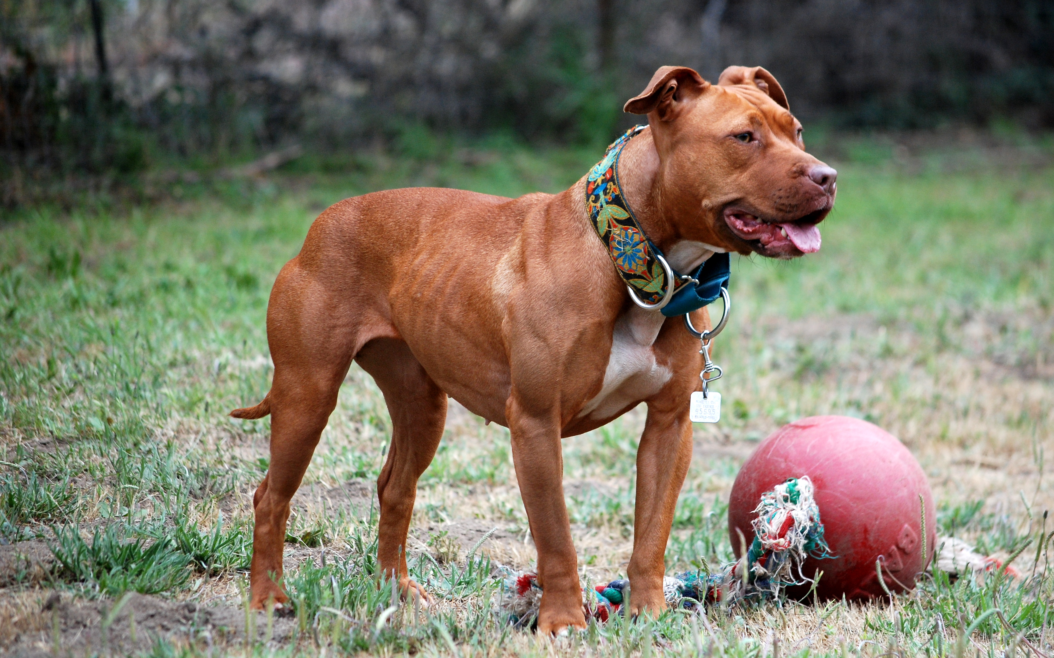 American Pit Bull Terrier on Breed Ledger