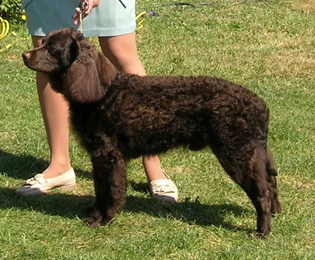 American Water Spaniel on Breed Ledger
