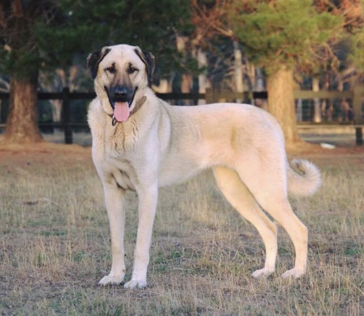 Anatolian Shepherd Dog on Breed Ledger