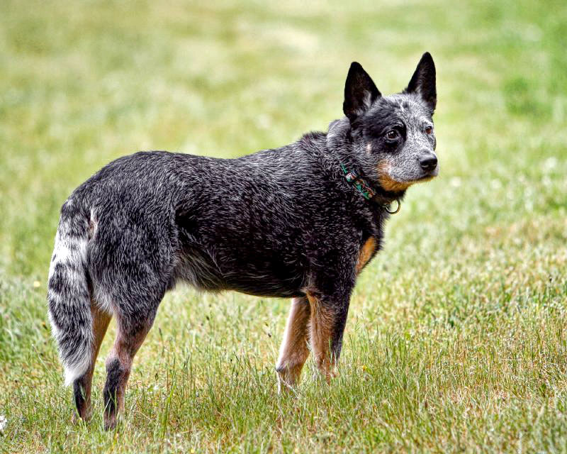 Australian Cattle Dog on Breed Ledger