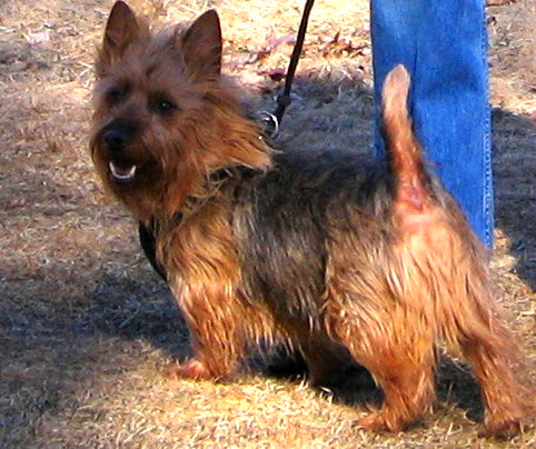 Australian Terrier on Breed Ledger