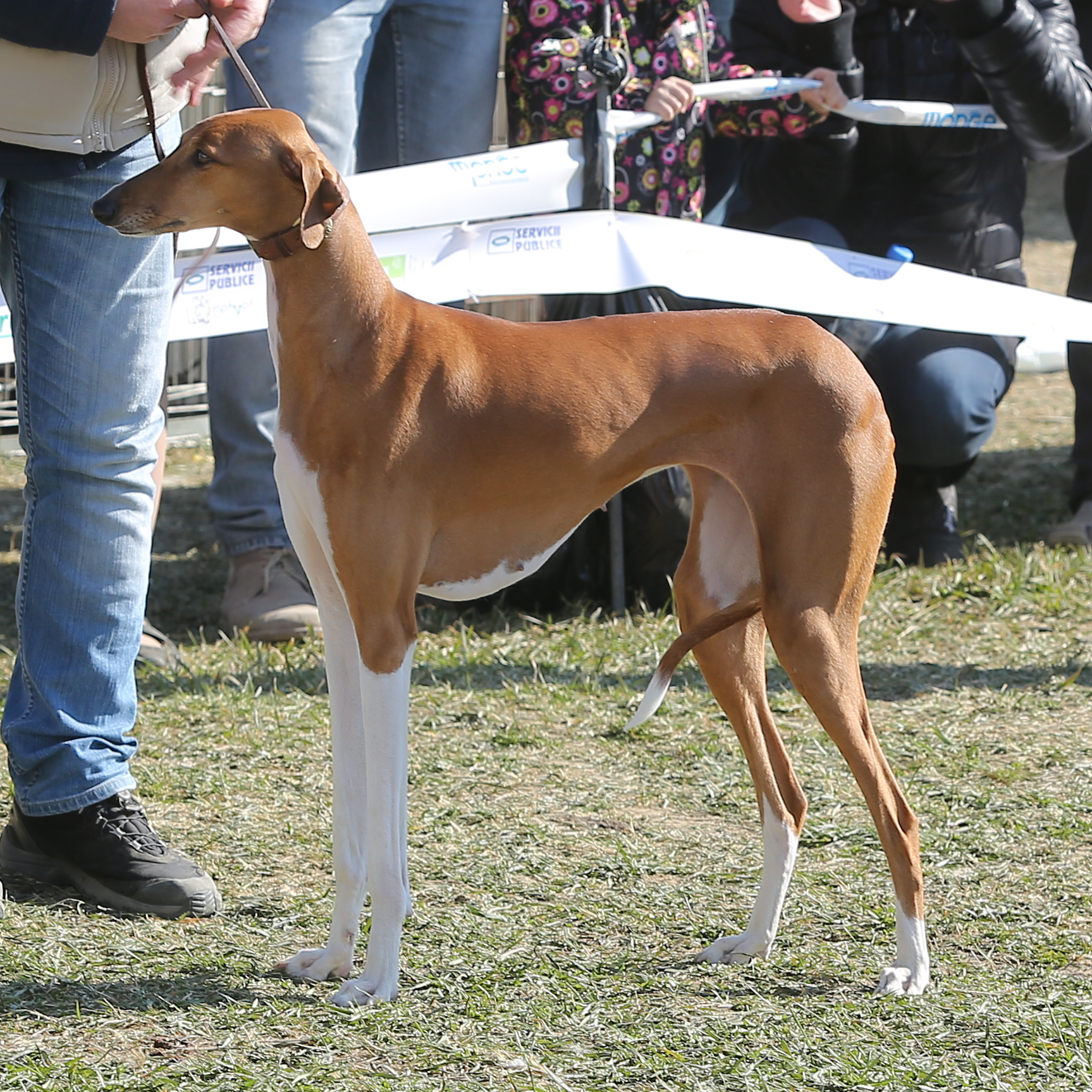 Azawakh on Breed Ledger