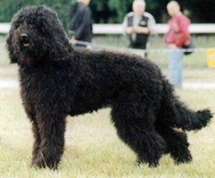 Barbet on Breed Ledger