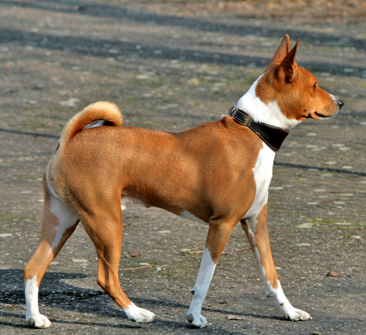 Basenji on Breed Ledger