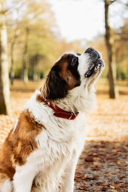 Saint Bernard on Breed Ledger