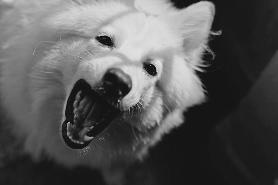 Dog on Breed Ledger