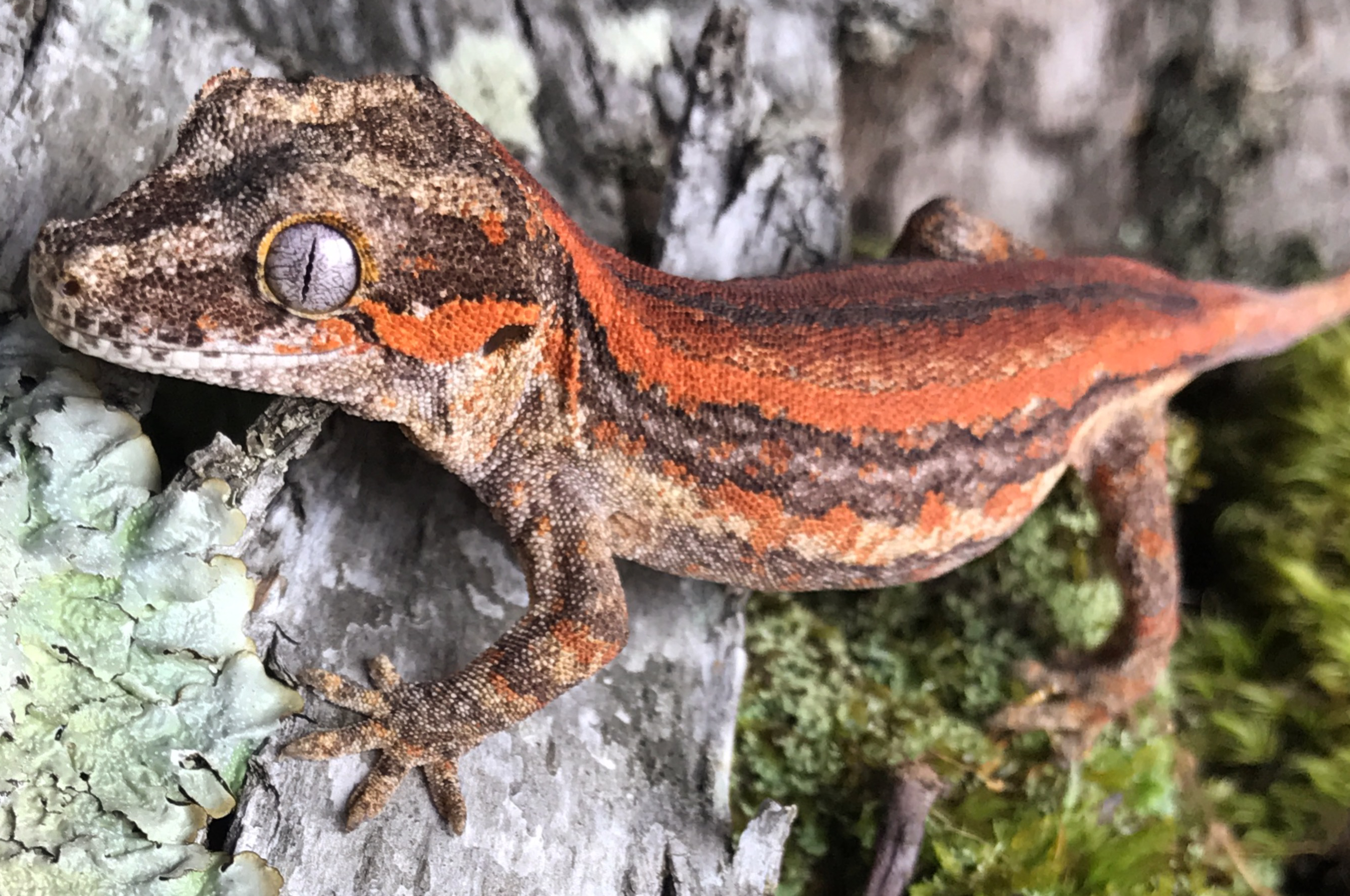 Gargoyle Gecko on Breed Ledger