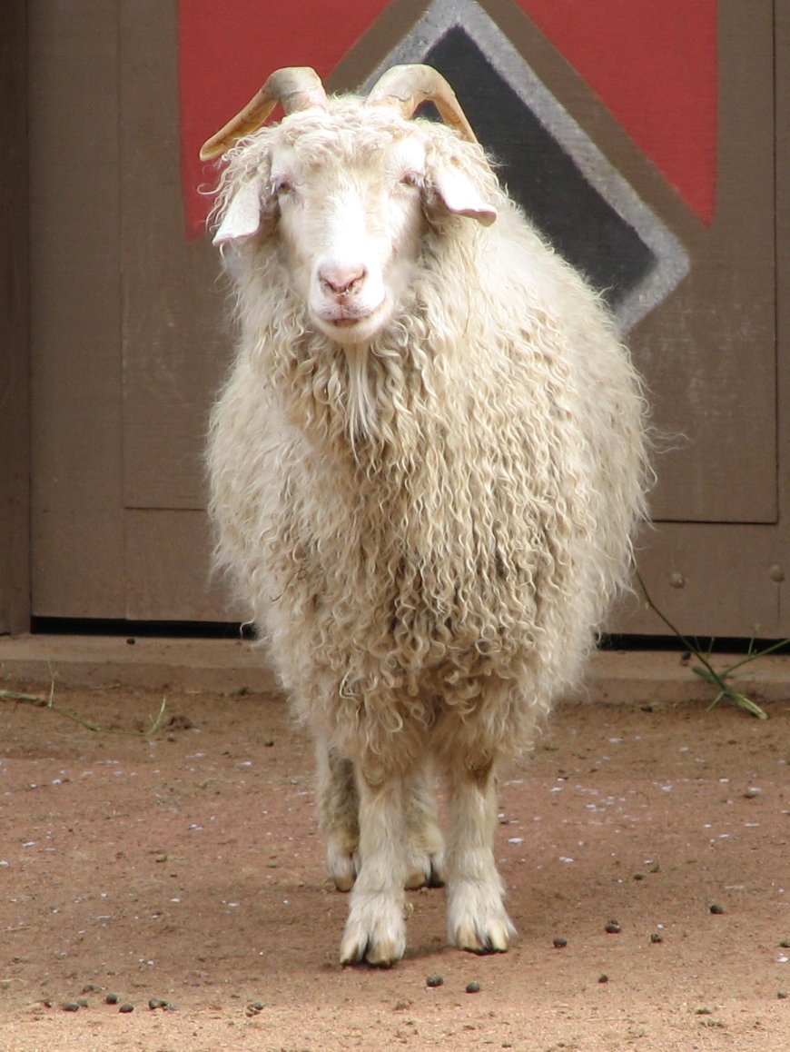 Angora on Breed Ledger