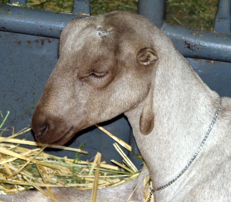 LaMancha on Breed Ledger