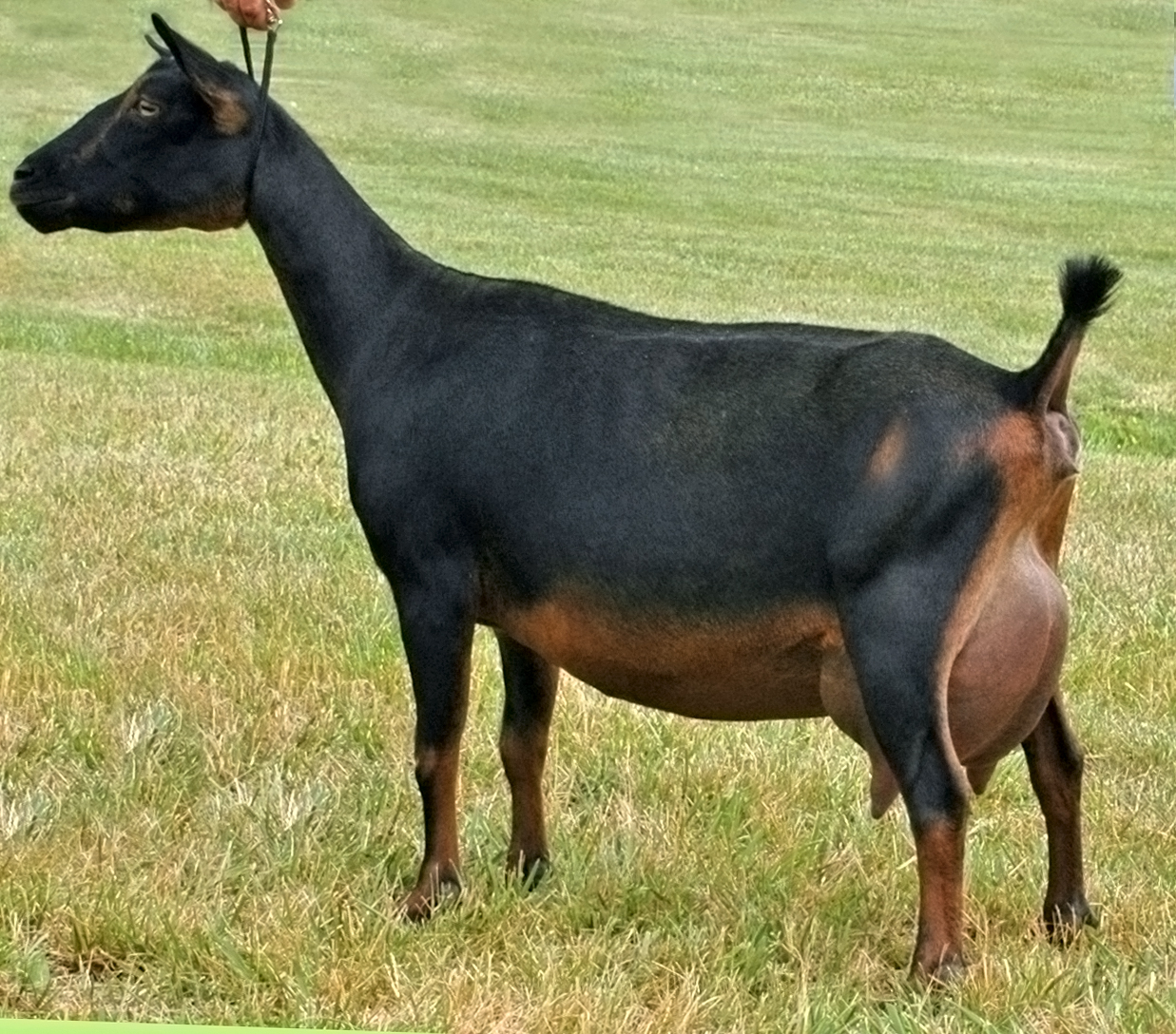 Nigerian Dwarf on Breed Ledger