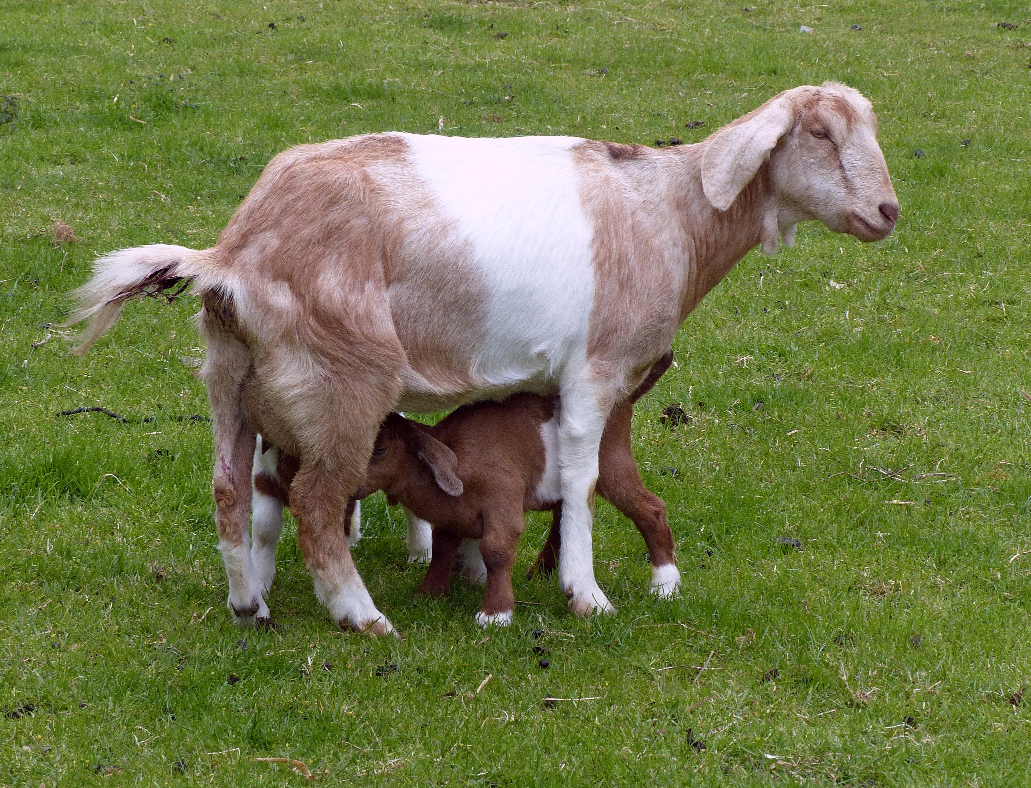 Nubian on Breed Ledger