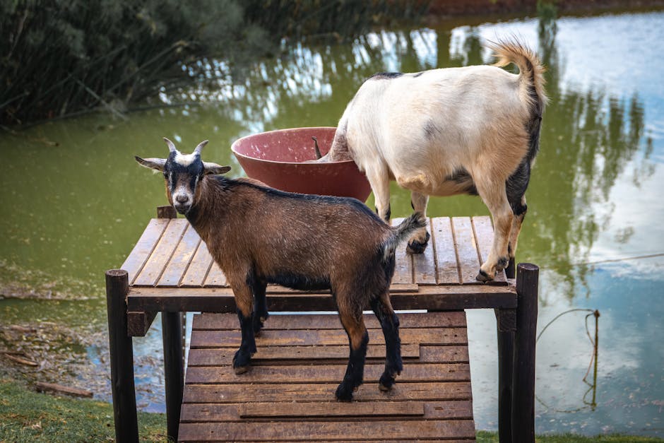 Pygmy on Breed Ledger