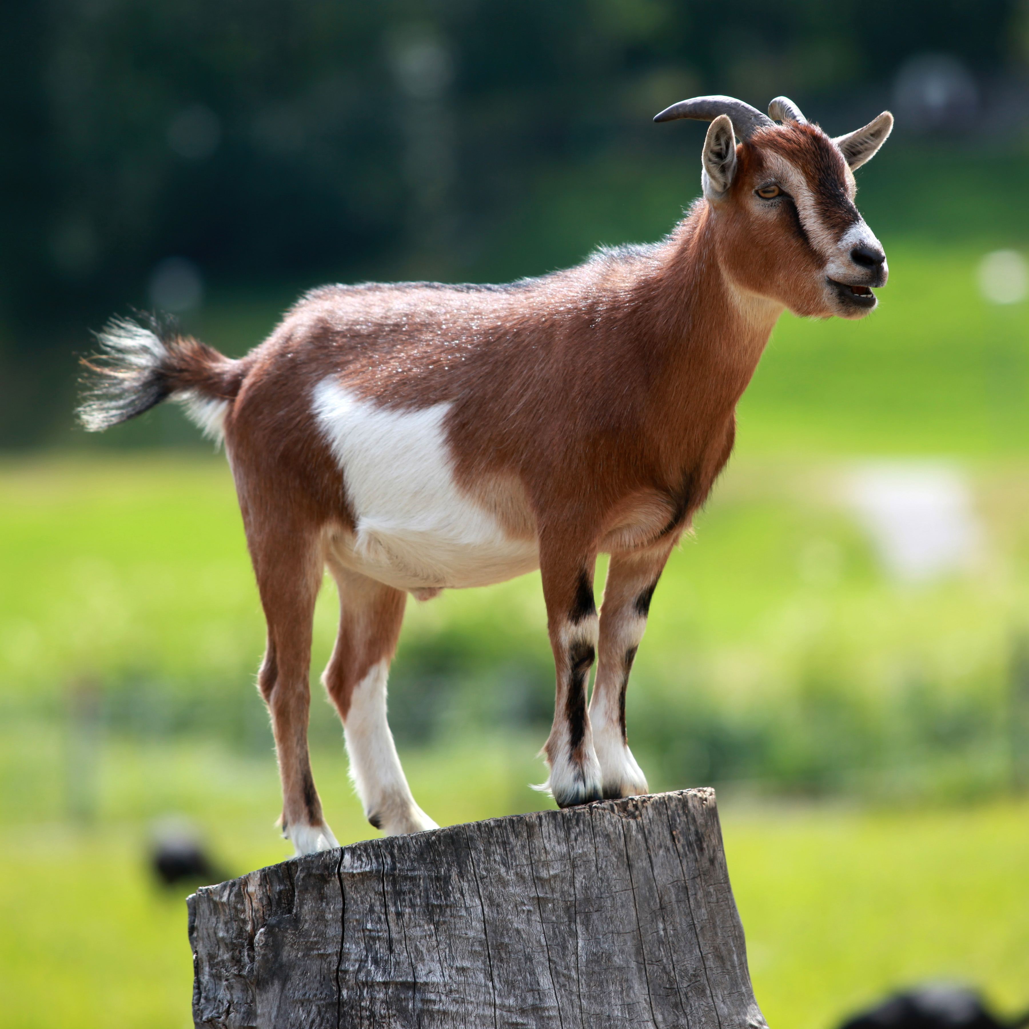 Goat on Breed Ledger