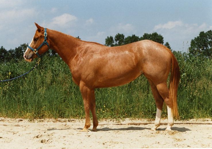 American Quarter Horse on Breed Ledger