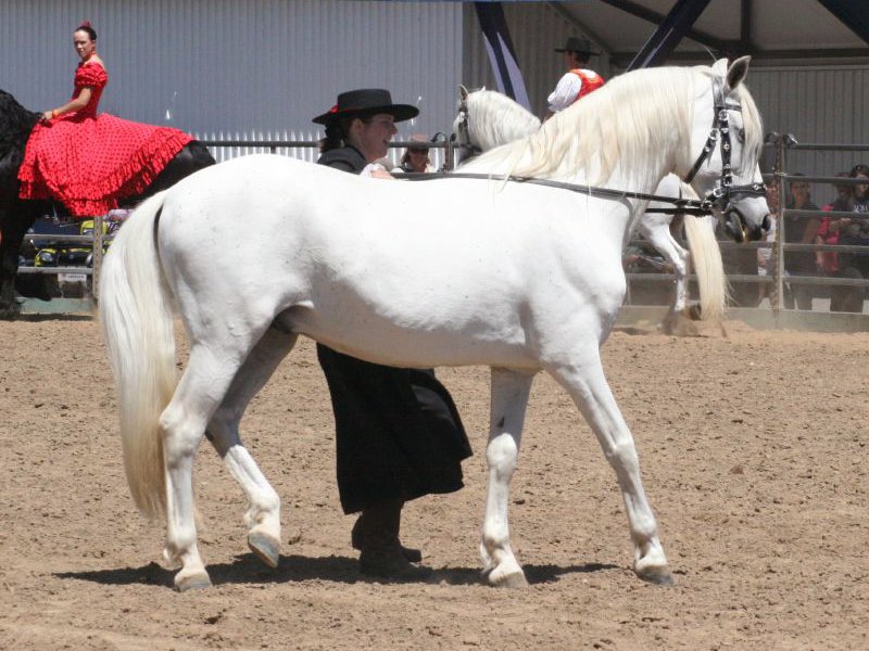 Andalusian on Breed Ledger