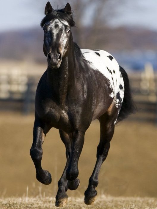 Appaloosa on Breed Ledger