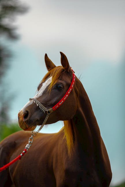Arabian on Breed Ledger