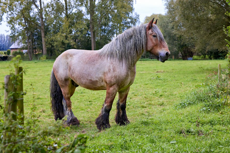 Belgian Draft on Breed Ledger