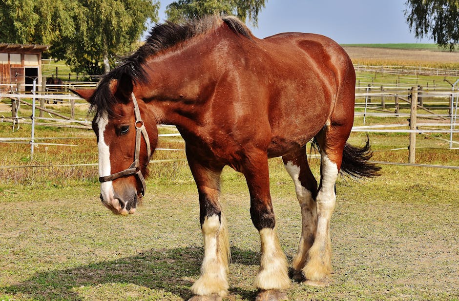 Clydesdale on Breed Ledger