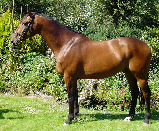 Dutch Warmblood on Breed Ledger