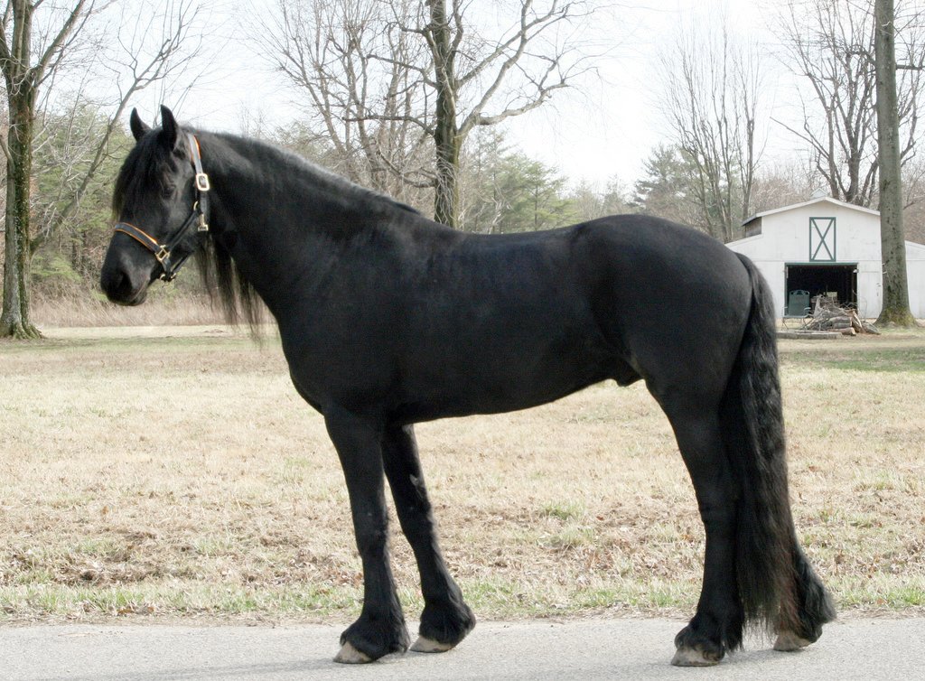 Friesian on Breed Ledger