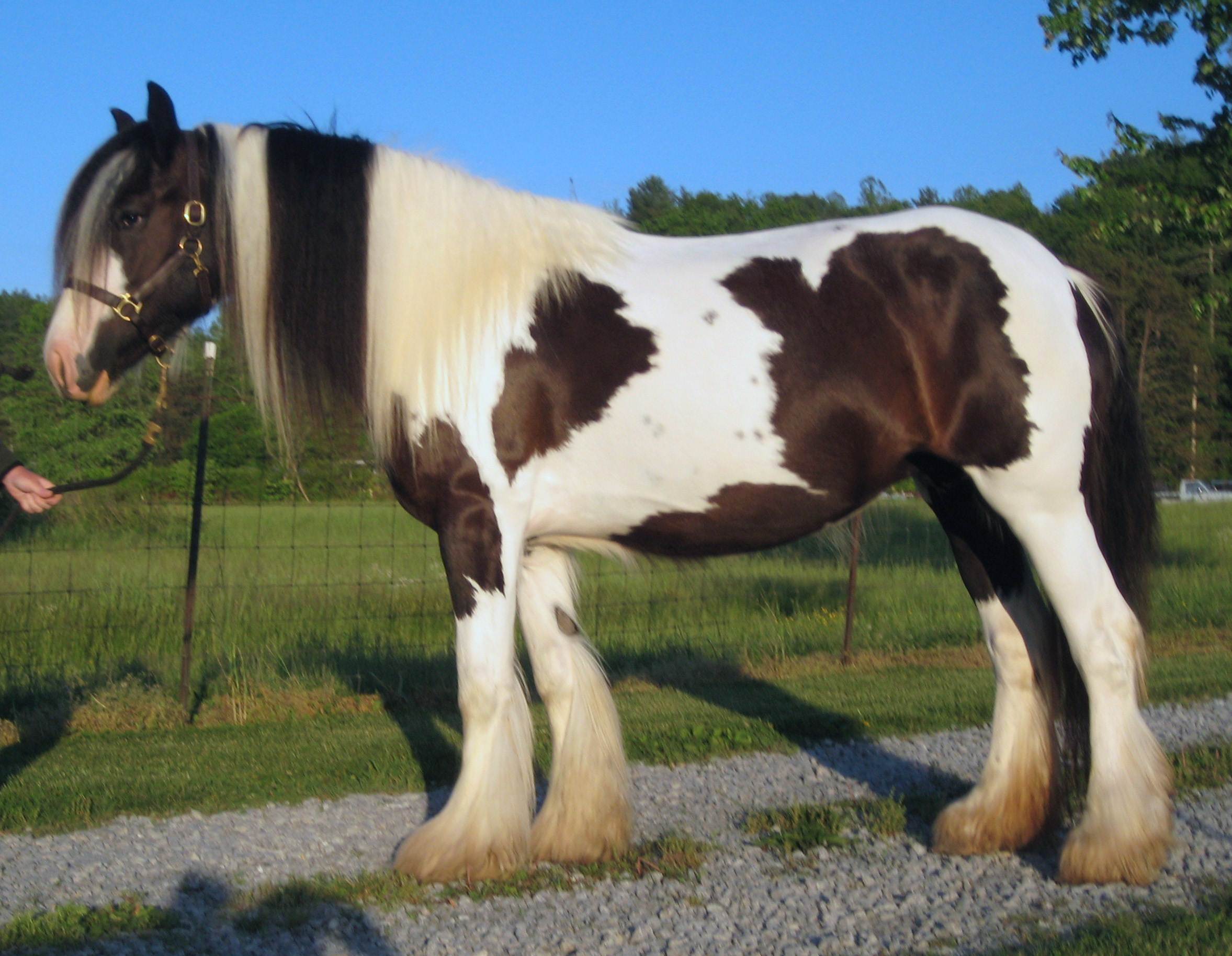 Gypsy Vanner on Breed Ledger