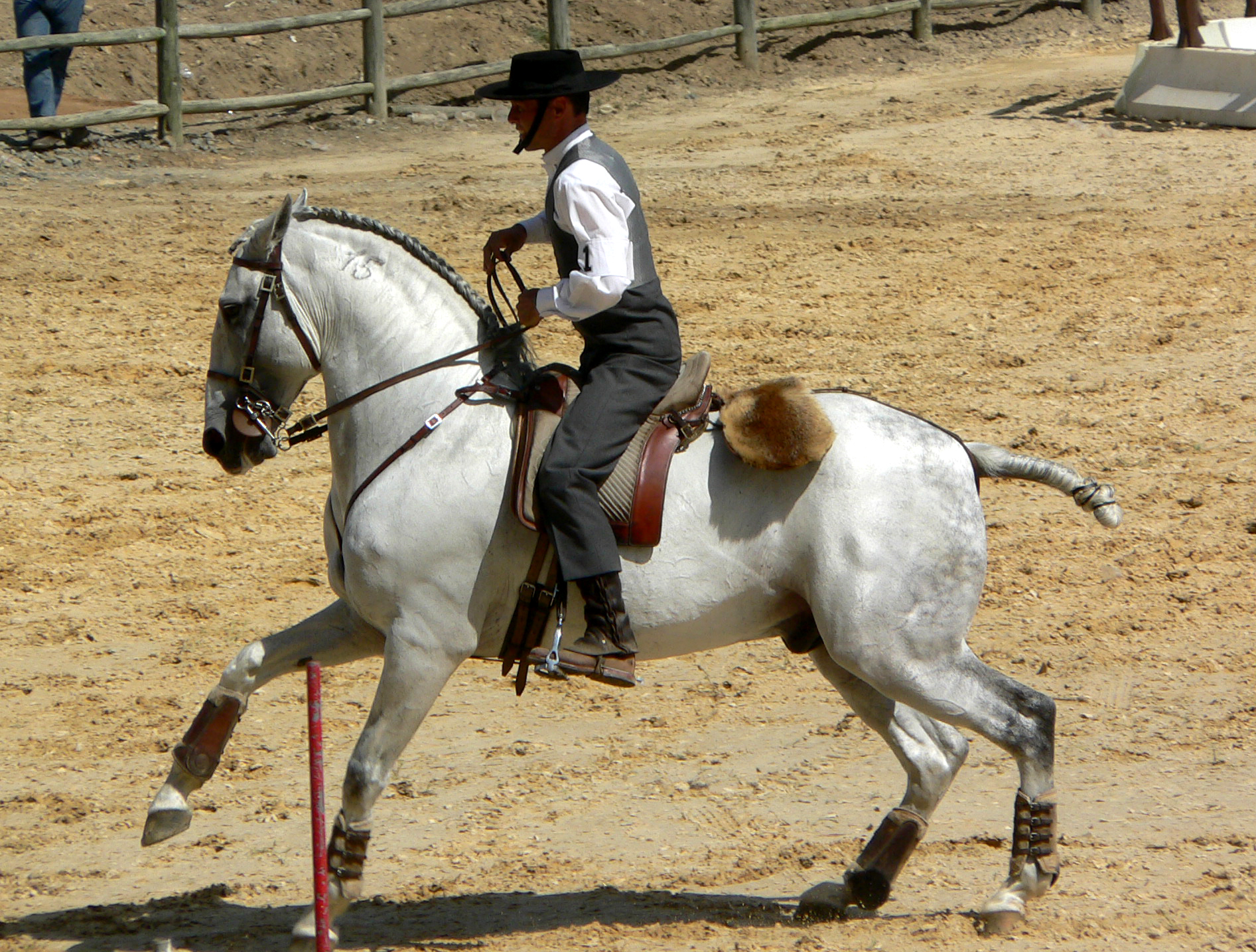 Lusitano on Breed Ledger