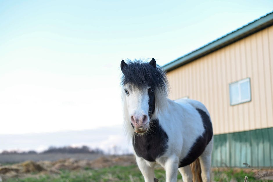 Miniature Horse on Breed Ledger