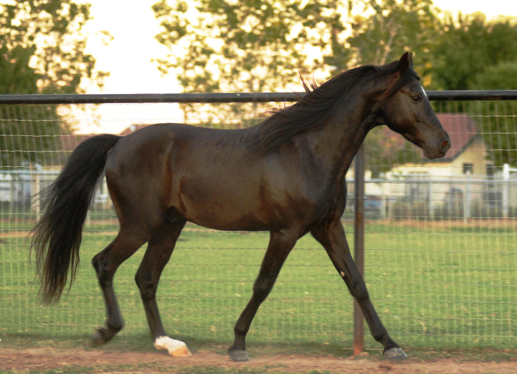 Missouri Fox Trotter on Breed Ledger