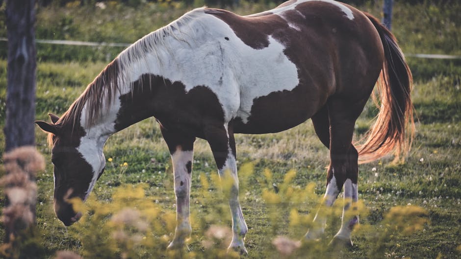 Paint Horse on Breed Ledger