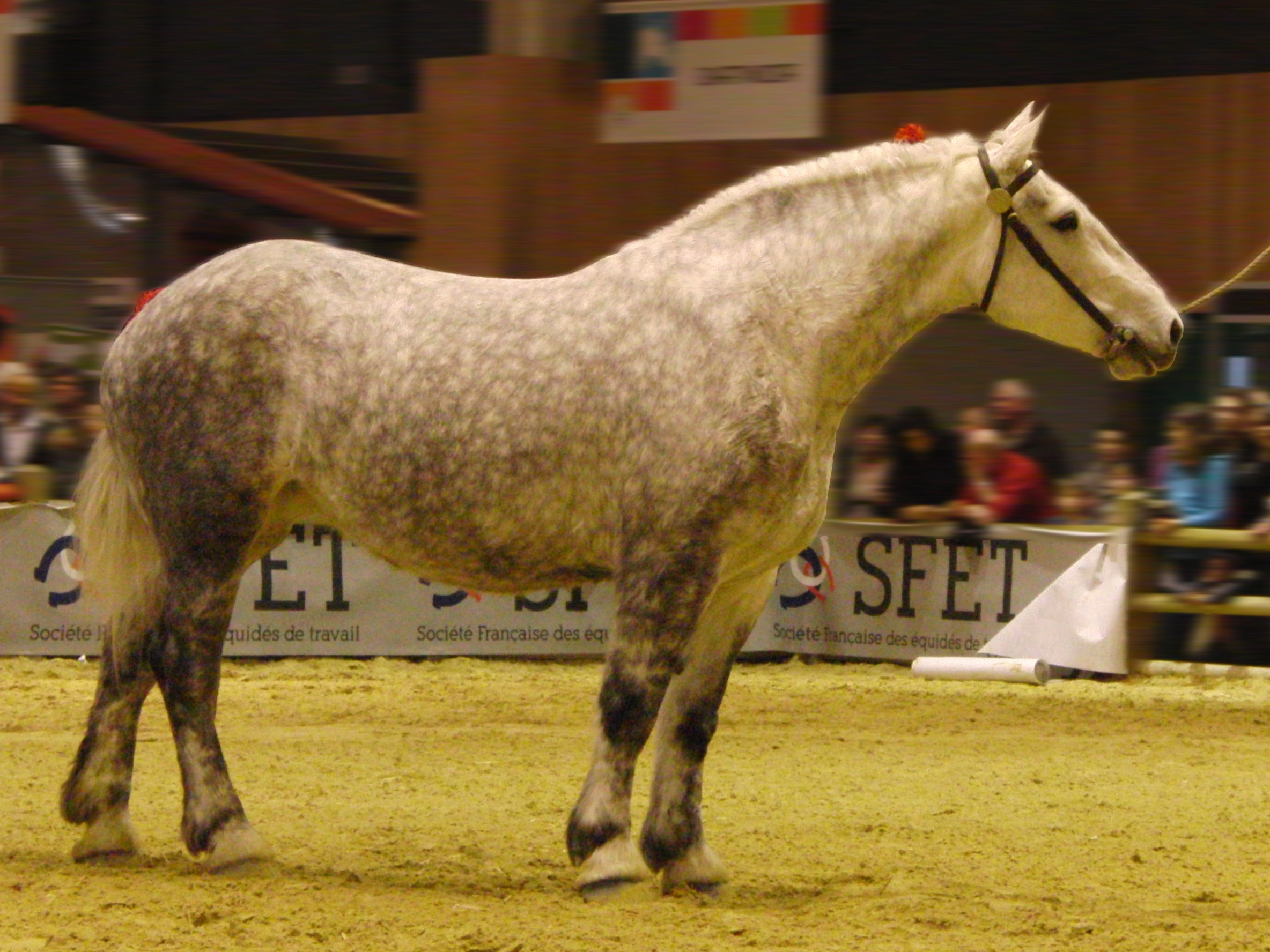 Percheron on Breed Ledger