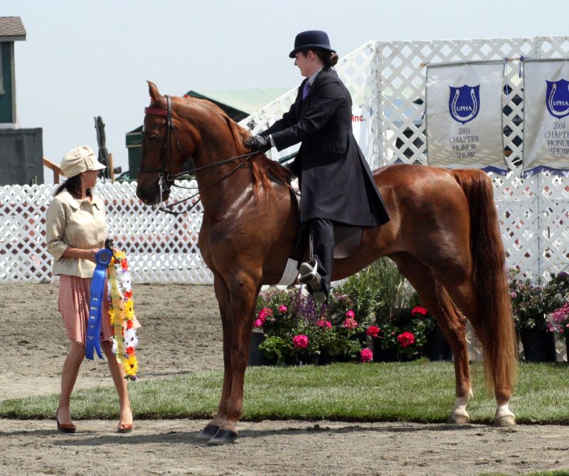 Saddlebred on Breed Ledger