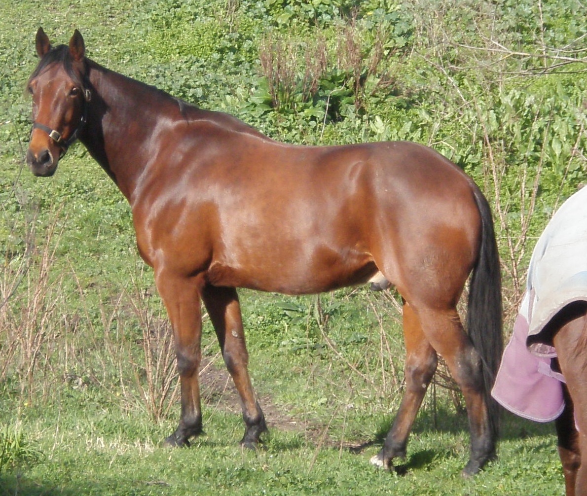 Standardbred on Breed Ledger