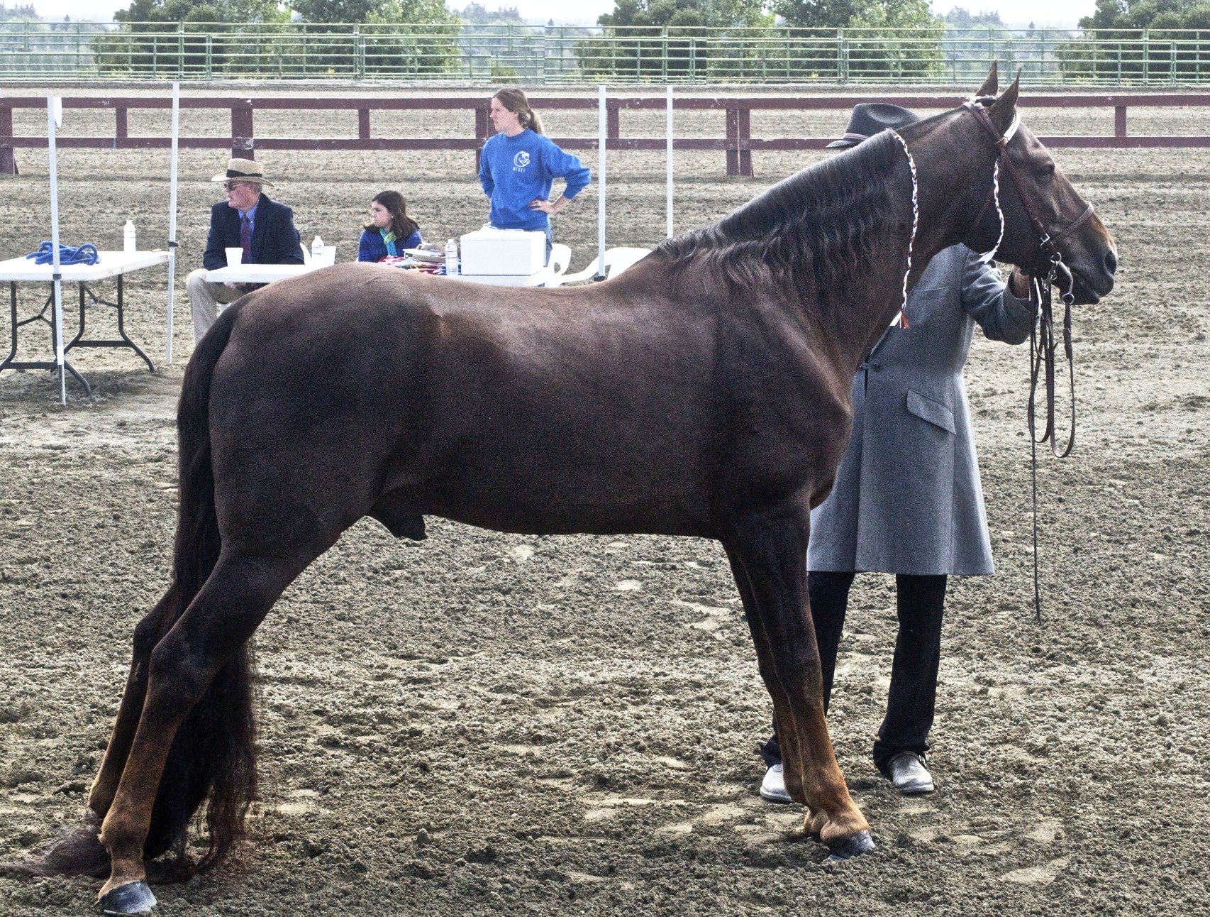 Tennessee Walking Horse on Breed Ledger