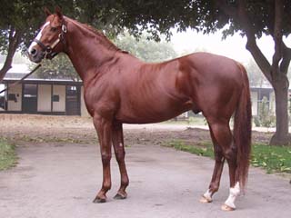 Thoroughbred on Breed Ledger