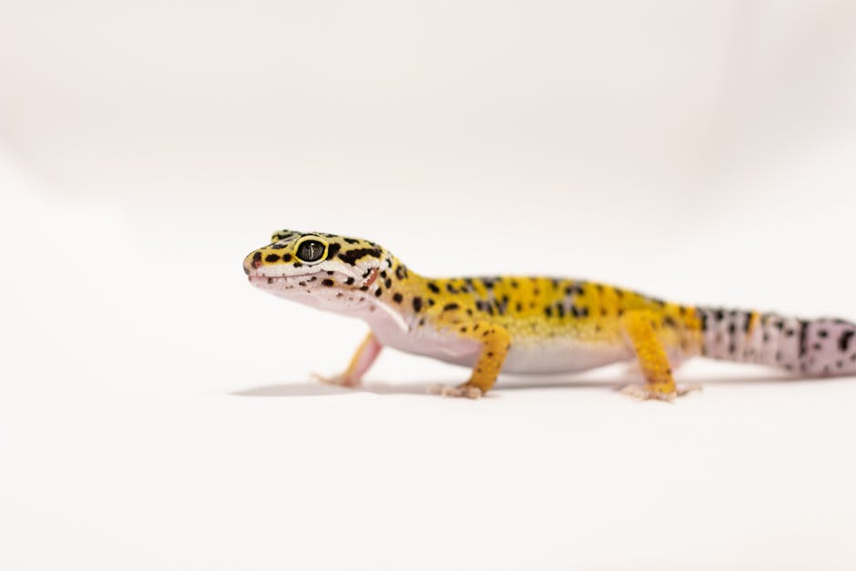 Leopard Gecko on Breed Ledger