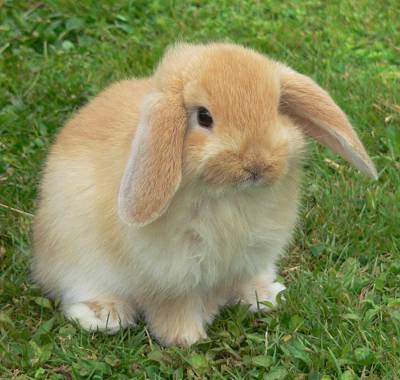American Fuzzy Lop on Breed Ledger